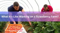 What It’s Like Working on a Strawberry Farm