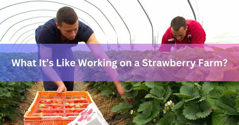 What It’s Like Working on a Strawberry Farm